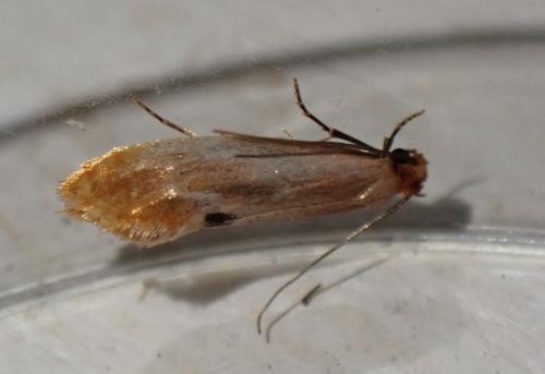 Réf. 330 237 : Tinea semifulvella